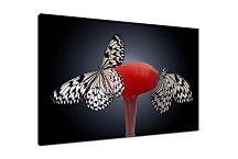 Obrazy s motýľmi zs4206