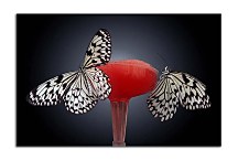 Obrazy s motýľmi zs4206