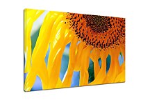 Obrazy so slnečnicou  zs6291