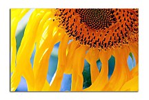 Obrazy so slnečnicou  zs6291