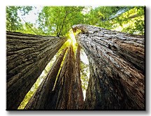 Sekvoje - Obraz CS0074