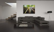 Sekvojovec mamutí - Obraz CD0074