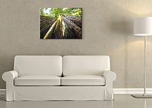 Sekvoje - Obraz CS0074