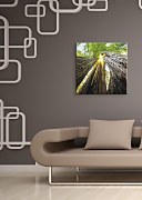 Sekvoja vždyzelená - Obraz CKS0074