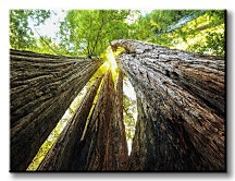 Sekvojovec mamutí - Obraz CD0074