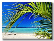 Palma na pláži - Obraz CS0471