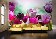 Farebné tulipány - fototapeta 366x254 cm FXL0721
