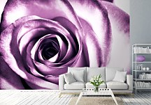 Fototapeta - Detail Ruže FXL0713