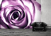 Fototapeta - Detail Ruže FXL0713