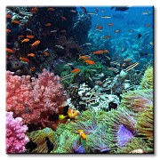 Koraly - Obraz CKS0175