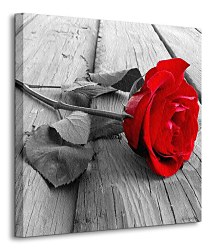 Ruža na móle - Obraz CKS0046
