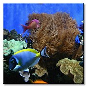 Akváriové rybičky - Obraz CKS0416