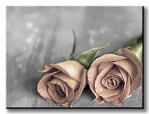 Roses BW - Obraz CS0205