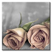 Ruže BW - Obraz CKS0205