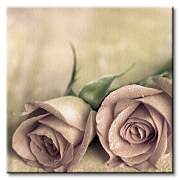 Roses - Obraz CKS0185