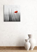 Divé maky - Obraz CKS0029