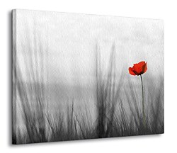 Divé maky - Obraz CD0029