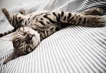 Spiaca mačka - fototapeta FXL0469