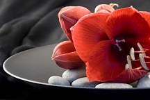 Tapeta Kvety - Červená Amarylka 102 - vinylová