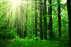 Tapeta Zelený les 10109 - samolepiaca