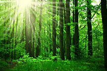 Tapeta Zelený les 10109 - samolepiaca