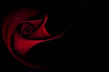 Tapeta s kvetmi - Červená ruža 106 - latexová