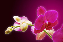 Tapeta s orchideou 18605 - vinylová