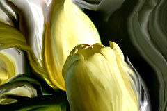 Tapeta Žlté tulipány 94 - latexová