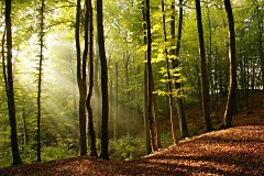 Tapety Príroda - Stromy v lese 178 - vinylová