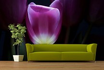 Tapety s kvetmi - Fialový tulipán 3139 - samolepiaca