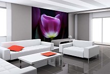 Tapety s kvetmi - Fialový tulipán 3139 - samolepiaca