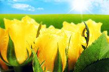 Tapety s kvetmi - Žlté Tulipány 107 - samolepiaca