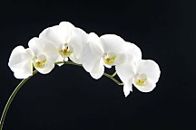 Tapety s kvetmi Biela orchidea 18547 - vinylová