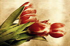 Tapety s kvetmi Kytica tulipánov 269 - vinylová