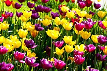 Tapety s kvetmi Tulipány 3150 - latexová