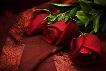 Tapety s červenými ružami 92 - latexová
