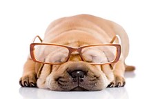 Zvieracie fototapety - Pes s okuliarmi 120 - samolepiaca