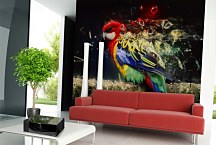 Art Tapeta Farebný Papagáj 29353 - samolepiaca na stenu