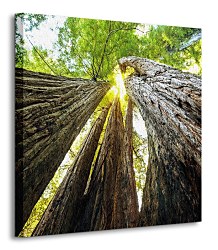 Sekvoja vždyzelená - Obraz CKS0074