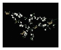 Blossom, Butterflies - Obraz WDC44729