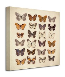Butterfly Collection - Obraz WDC95410
