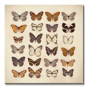 Butterfly Collection - Obraz WDC95410