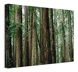 Obraz Gold Dan - Crescent Woods CAA3725