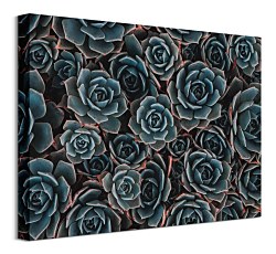 Kaktusy - obraz CAA3727