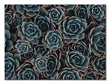 Kaktusy - obraz CAA3727