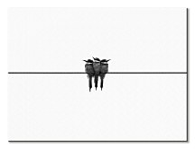 Black swallow - obraz CAA3741