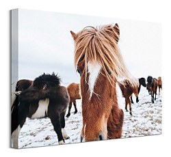 Obrazy Kone - Icelandic Horse Keller Brandan CAA3742