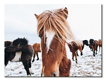 Obrazy Kone - Icelandic Horse Keller Brandan CAA3742
