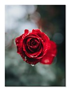 Top obraz s ružou - International Rose Test Garden, Keister Cole CAA3744