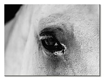 Obrazy kone Black eye CAA3749